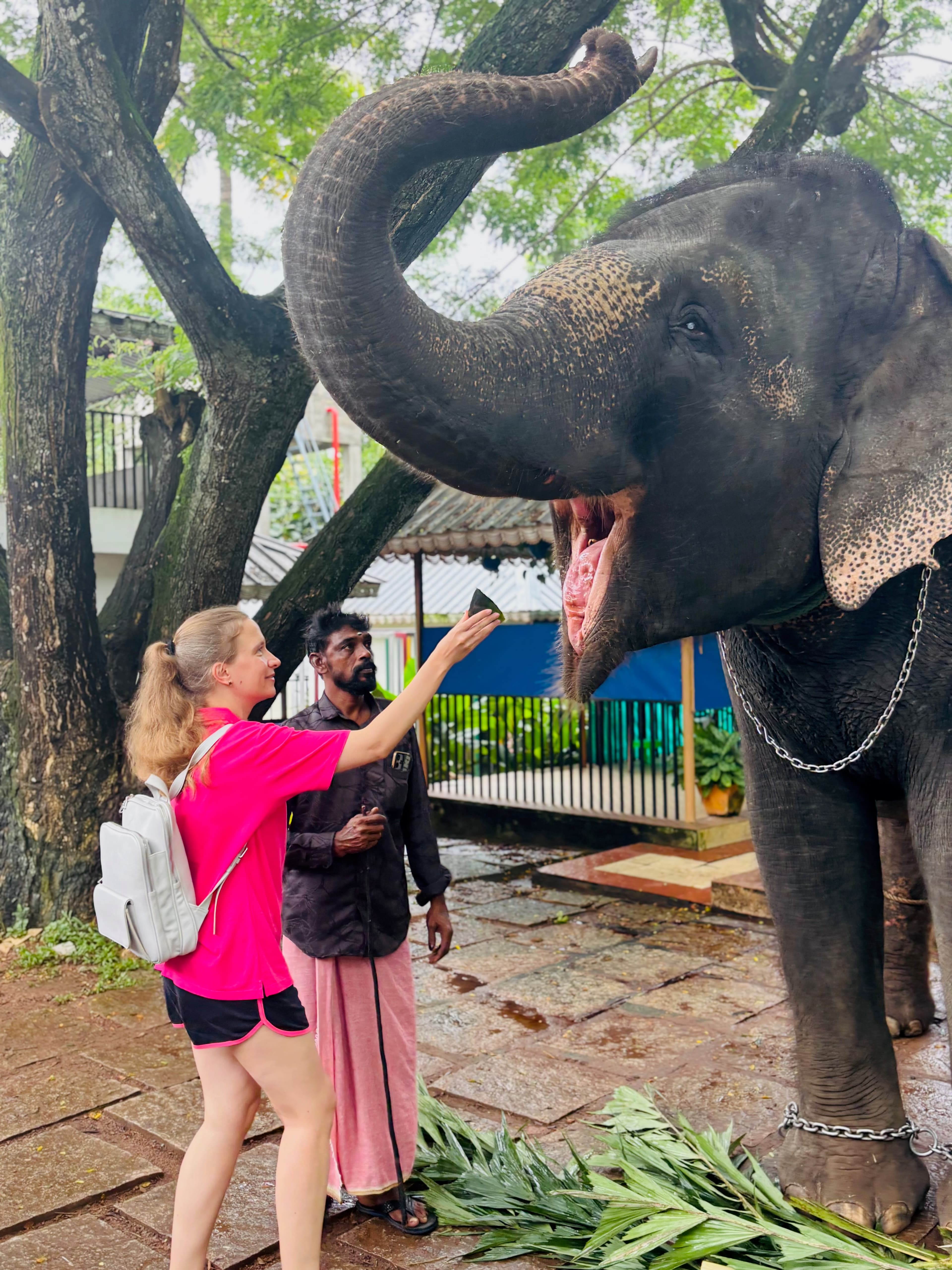 Kaveri Elephant Park