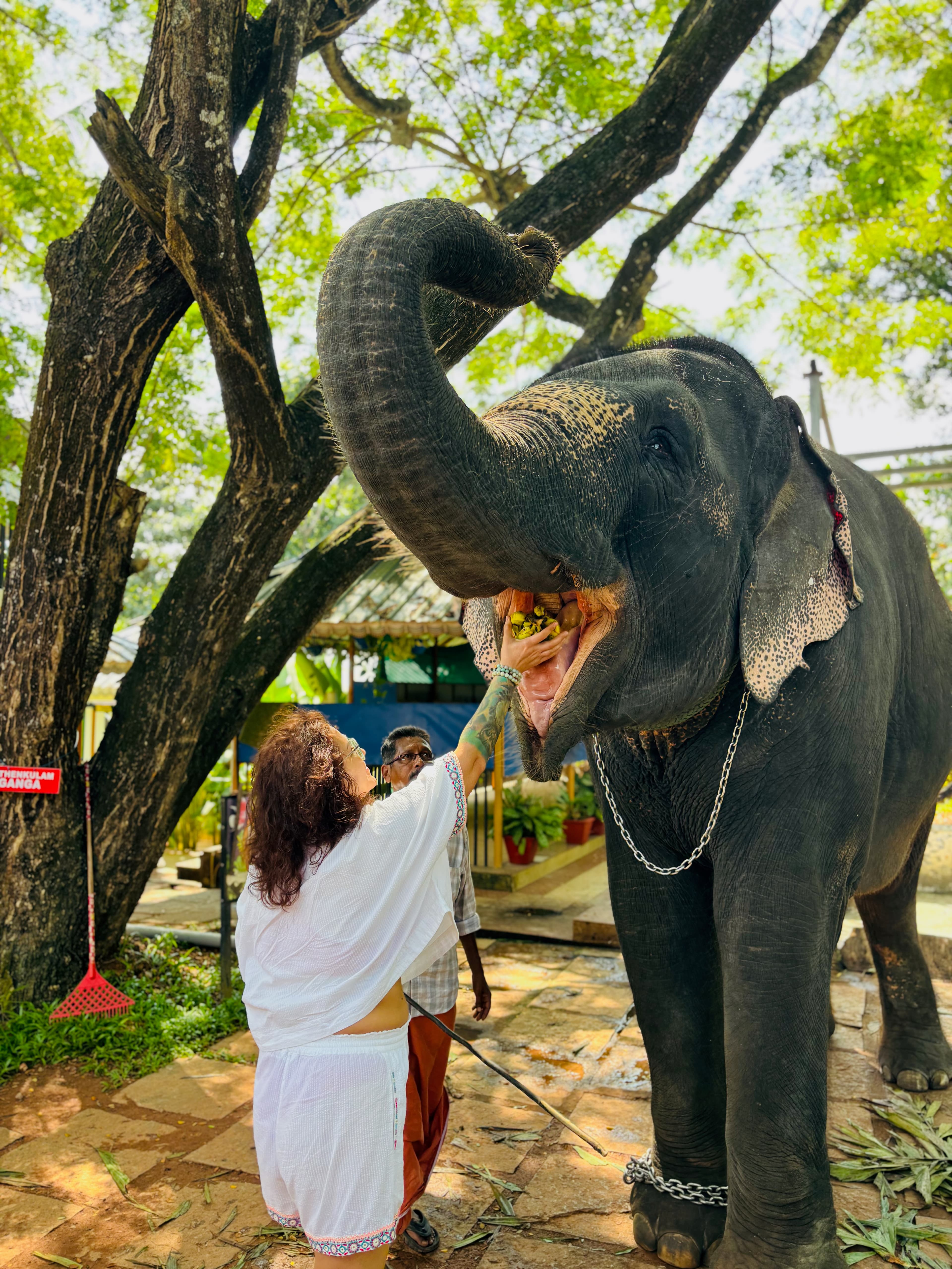 Kaveri Elephant Park
